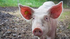 Carnea de porc scoate din ce în ce mai mulți bani din buzunarele românilor. Chiar și cea de import a devenit un lux pentru multă lume